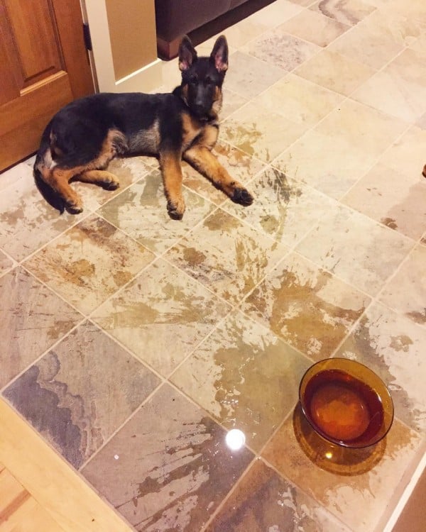 perro acostado en el patio con su agua regada en el suelo 