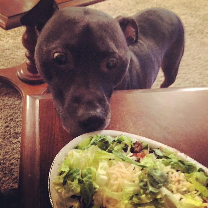 cara de un perro viendo un plato de comida sobre una mesa 