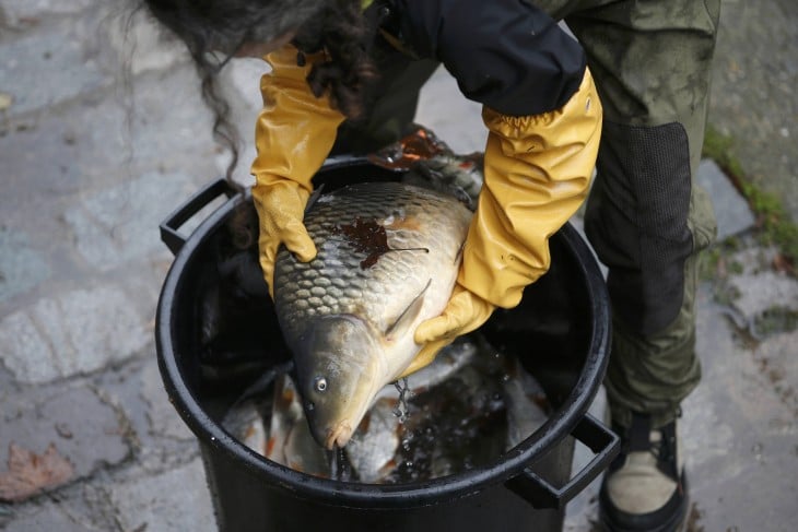 Peces sacados del canal Saint-Martin en París 