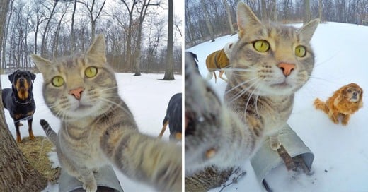 Gato que se toma selfies