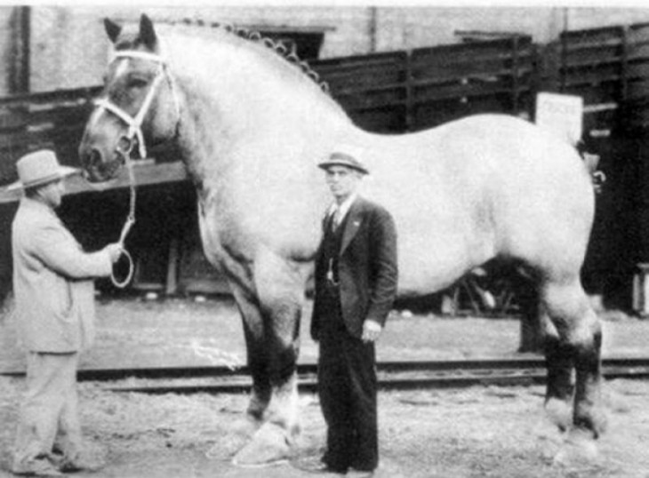 Este es el caballo más grande del mundo de toda la historia