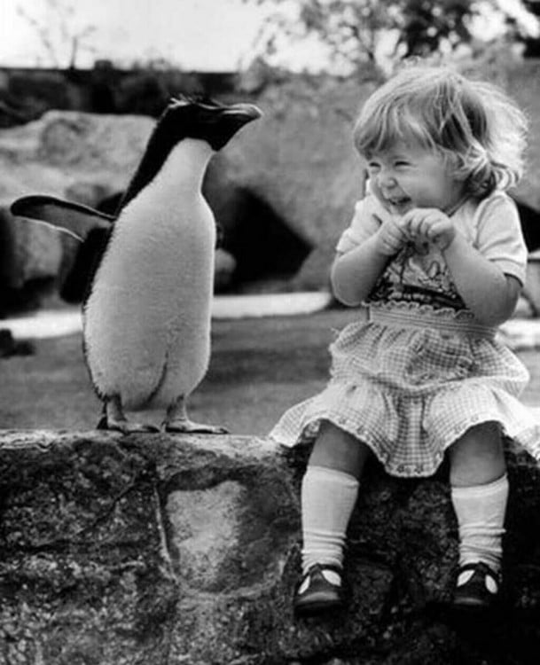 Niña conoce a un pingüino por primera vez