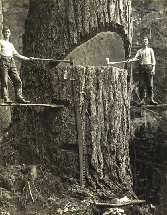 Leñadoresde Portland en un gran árbol