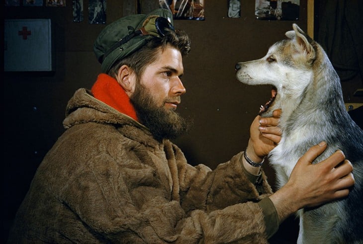 A man examines the teeth of a 10-month-old Alaskan Malamute puppy near the South Pole, 1957.