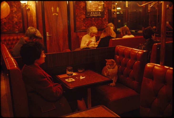 Caramel, un habitual del café Le Louis IX en París, haciendo compañía a una clienta, 1988