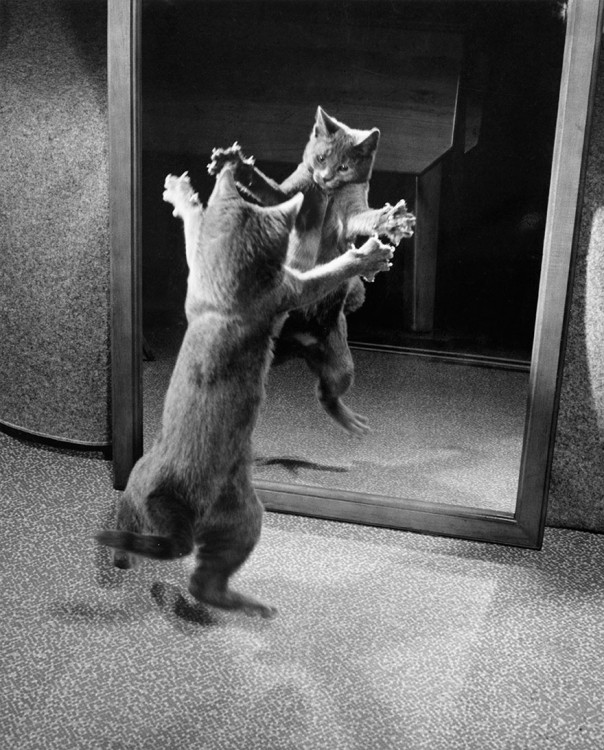 Un gato ataca su propio reflejo en el espejo con sus garras, 1964