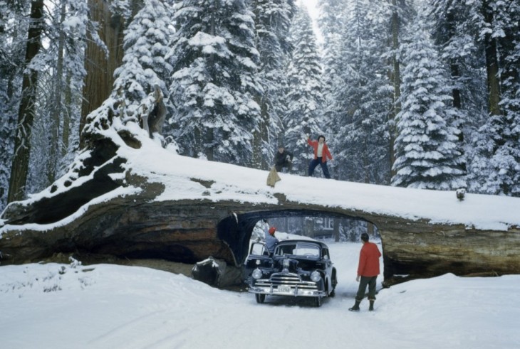 Turistas explorando un enorme árbol muerto con túnel en un bosque de secuoyas, 1951