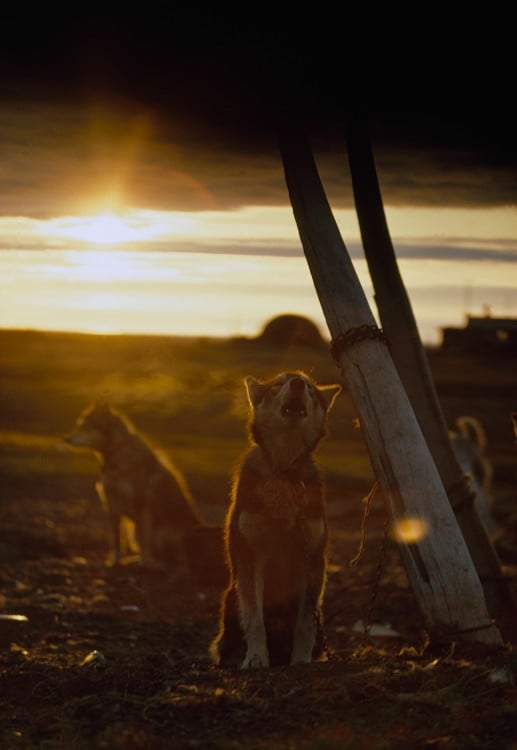 A sled dog, tied to a whale rib, howls under the midnight sun: “