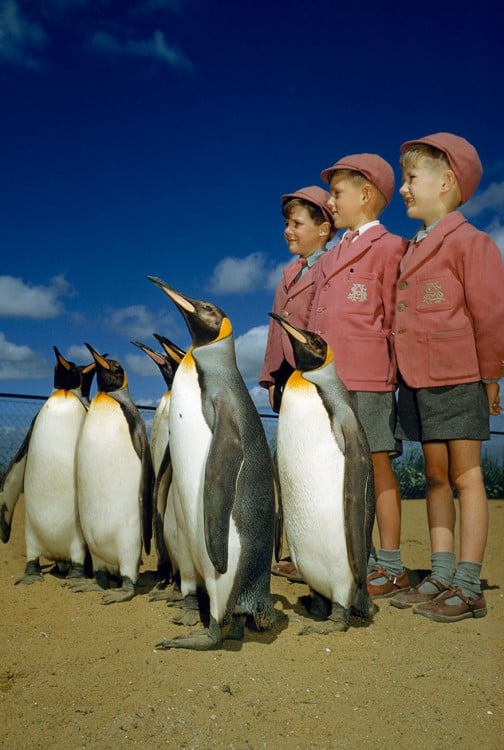 Boys dressed up in school uniforms pose with king penguins at the London Zoo, 1953.