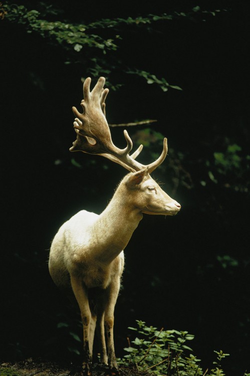 GAMO EUROPEO EN UN BOSQUE DE SUIZA