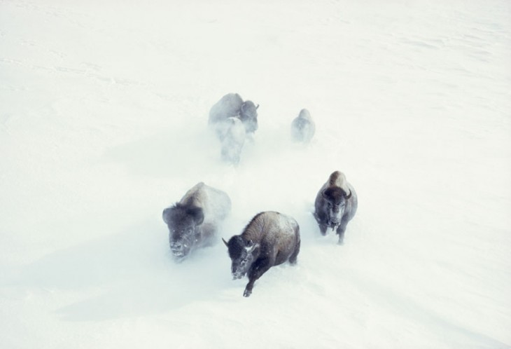 bisontes de Yellowstone