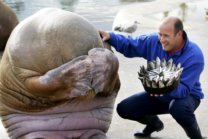 LOBO MARINO FELIZ PORQUE LE REGALARON UNA TORTA DE ATUNES POR SU CUMPLEAÑOS