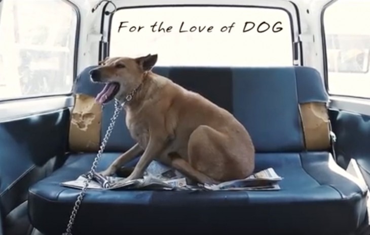perro dentro de la ambulancia para perros del hombre en la India 