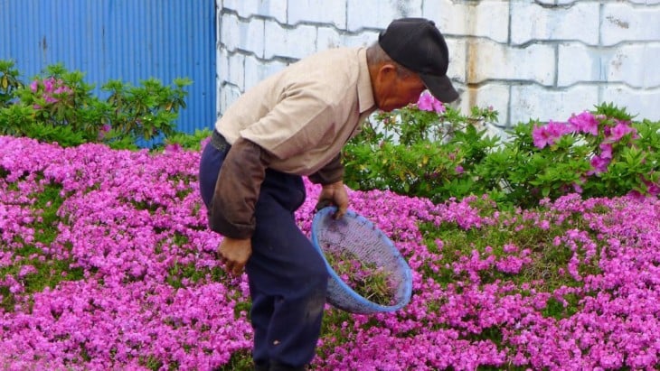 anciano japonés plantando flores del musgo en su jardín 