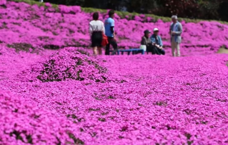 Personas en un jardín de flores shibazakura rosas