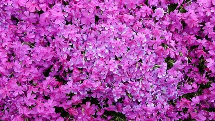 shibazakura rosas o flores del musgo 