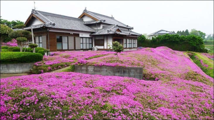 Jardín de flores 'shibazakura rosas' en Japón 