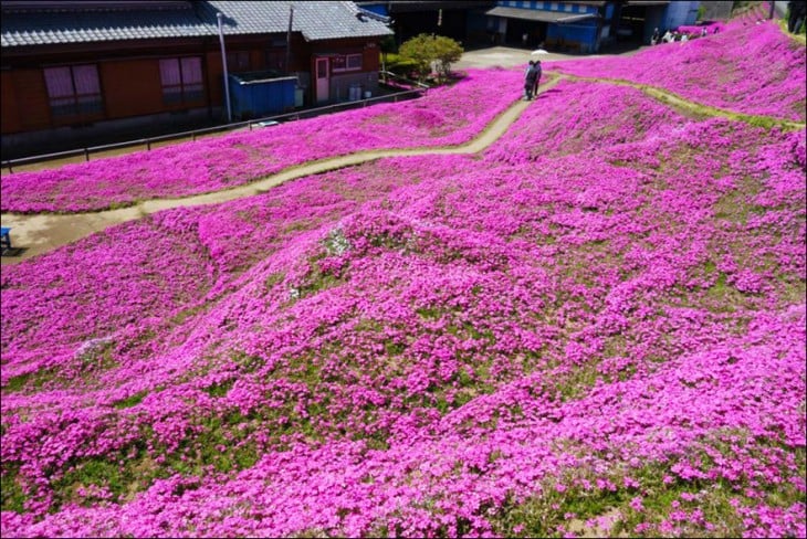 jardín de flores del musgo en color rosa en Japón 