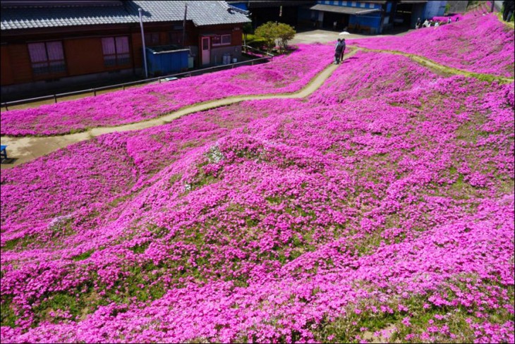 jardín de flores del musgo en color rosa en Japón 