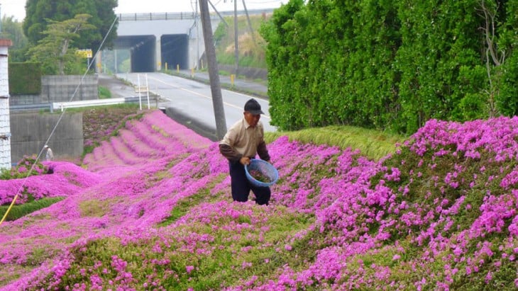 Hombre plantando flores en su granja en Japón 