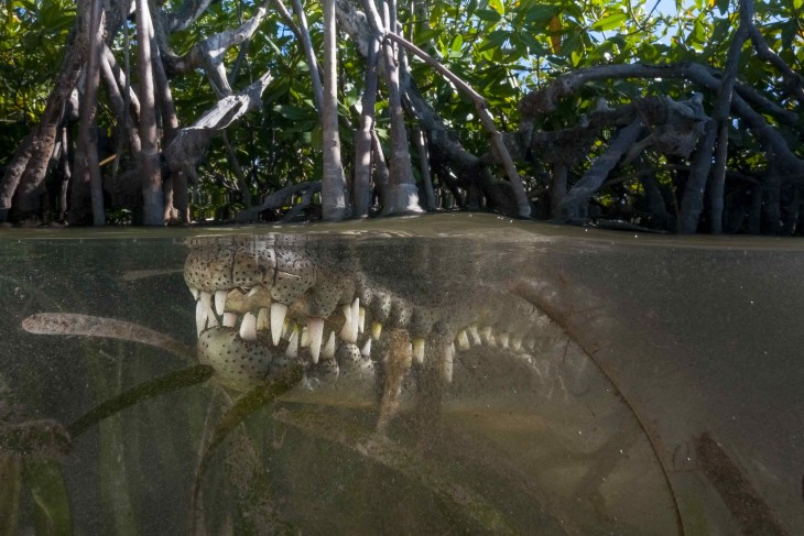 Fotografía que muestra un enorme cocodrilo bajo las aguas de los Jardines de la Reina, Cuba 