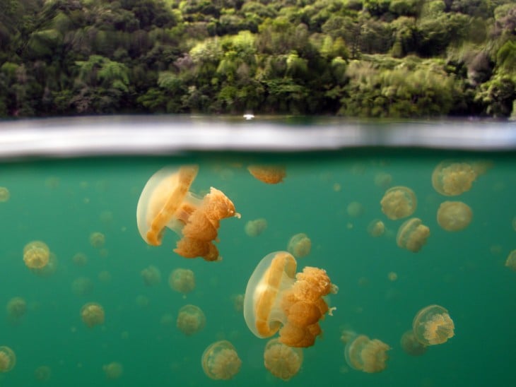 Lago de medusas en las islas de la roca en la república de Palau 