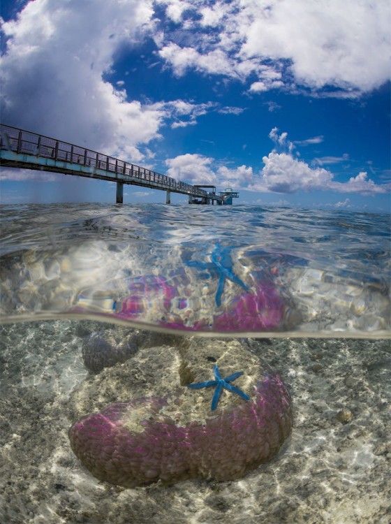 Fotografía que muestra un muelle y un poco debajo del mar 