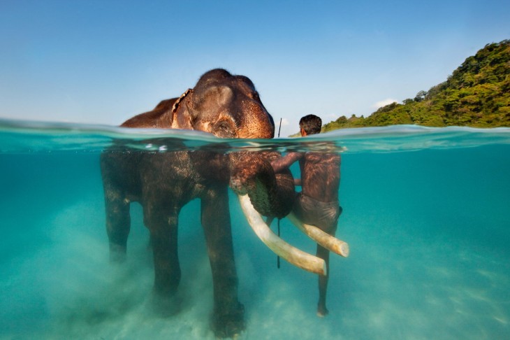 Hombre nadando con un elefante Rajan 