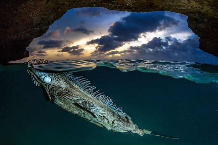 Fotografía que muestra una iguana debajo del mar y una parte del cielo 