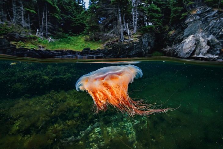 Medusa melena de león en Bonne Bay 