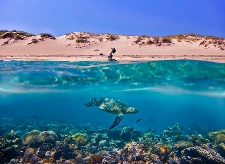 Fotografía que muestra a una chica hincada en la areana y una tortuga nadando bajo el agua 