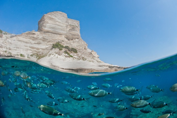 Fotografía que muestra una parte de una montaña y un gran número de peces debajo del mar 