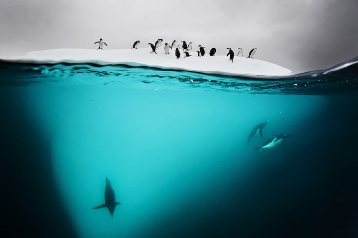 Fotografía de pingüinos sobre un hielo flotante 