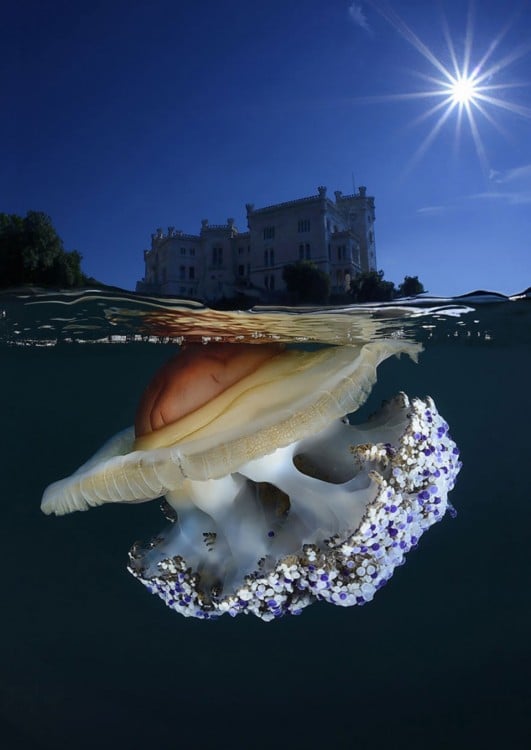 Fotografía que en la superficie muestra el Castillo Miramare y debajo del mar un hermoso animal 