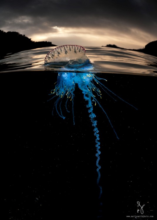 Fotografía de una medusa a la mitad de la superficie y debajo del mar 