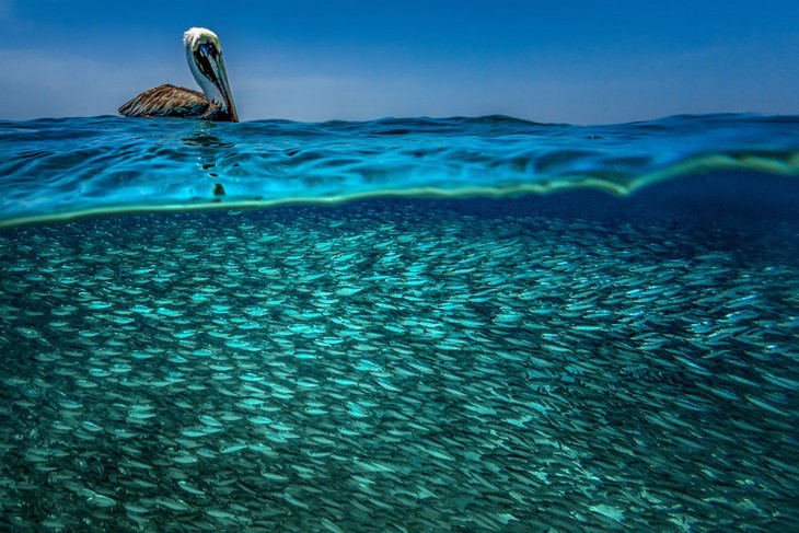 Fotografía de un Pelícano pardo del Caribe flotando sobre un sinfín de peces 