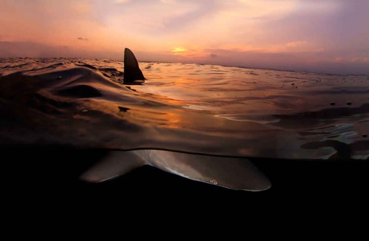 Fotografía de un tiburón que muestra su aleta fuera de la superficie 