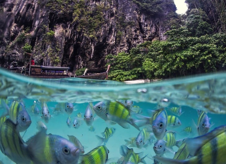 Fotografía de peces bajo el mar en la Isla de Poda, Tailandia 