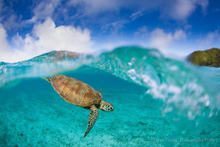 Fotografía de una tortuga en la isla Zamami