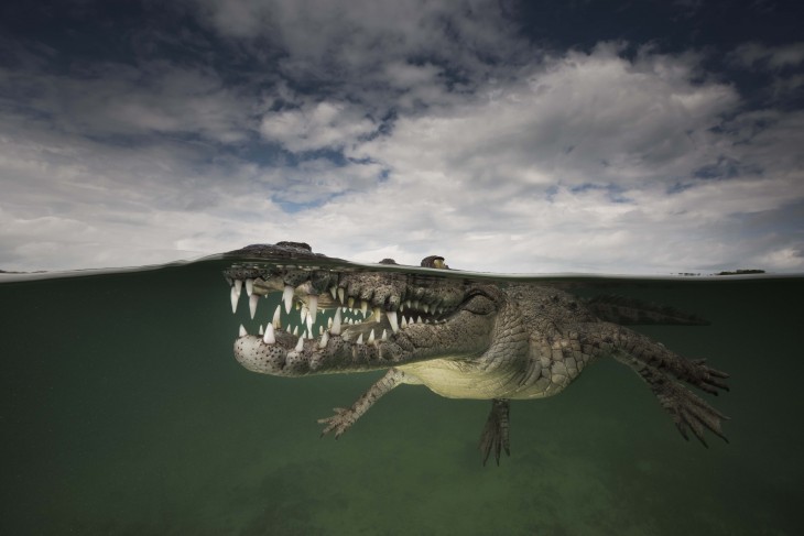 Fotografía que muestra el cielo y un cocodrilo en la superficie del mar 
