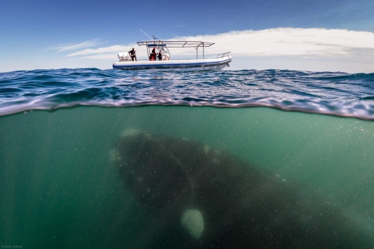 Fotografía que muestra una ballena en la superficie del mar bajo un pequeño barco 