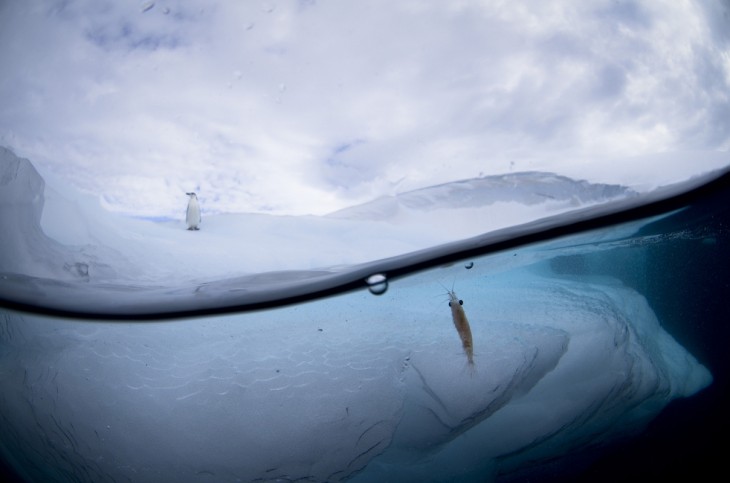 Fotografía que muestra la superficie de un lugar congelado 