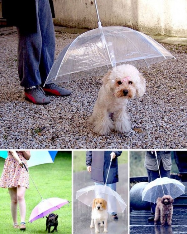 Paraguas ideales para tus mascotas 