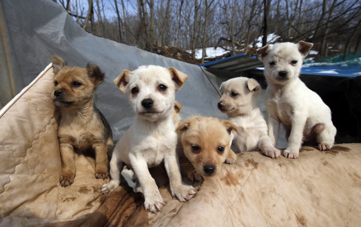 Perritos rescatados por una mujer de 61 años en Corea del Sur 