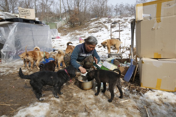 Jung Myoung Sook mujer coreana del sur alimentando a los perros que rescata de las calles 