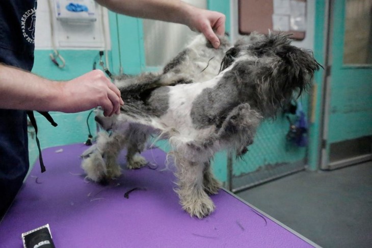 PERRITO QUITANDOLE TODO EL PELO DE ENCIMA