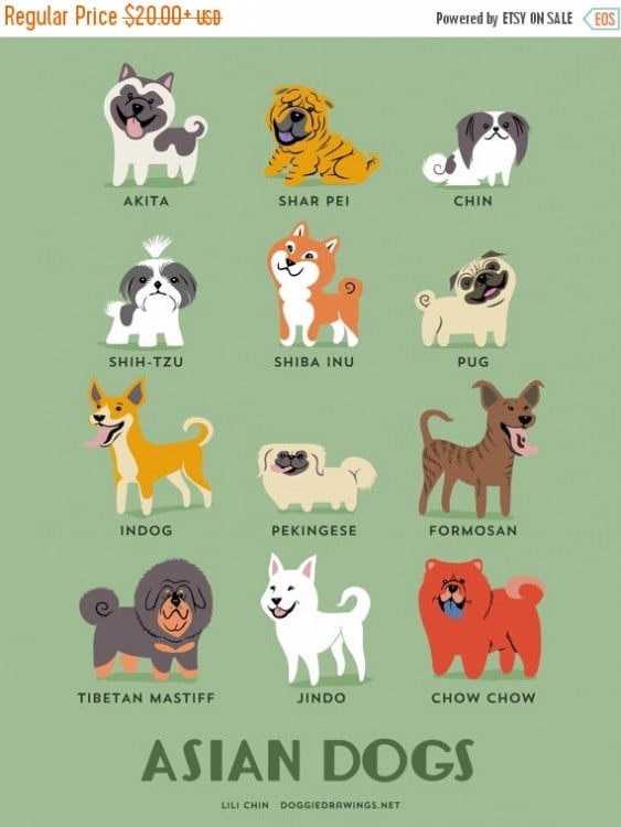 PERROS ASIATICOS, LILI CHIN COMENZÓ CON ESTA COLECCIÓN