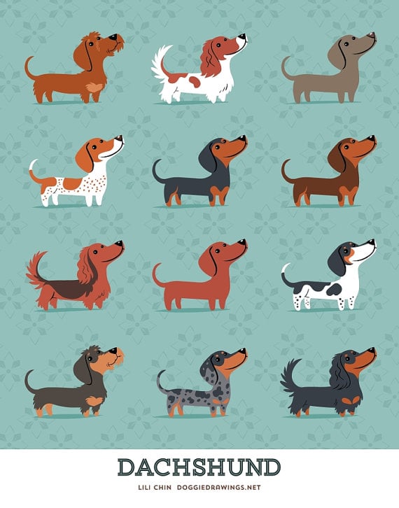 dachhounds
