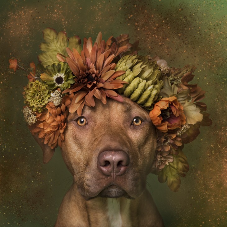 PitbullFlowerPower perrito café con unas floeres ocre y verde