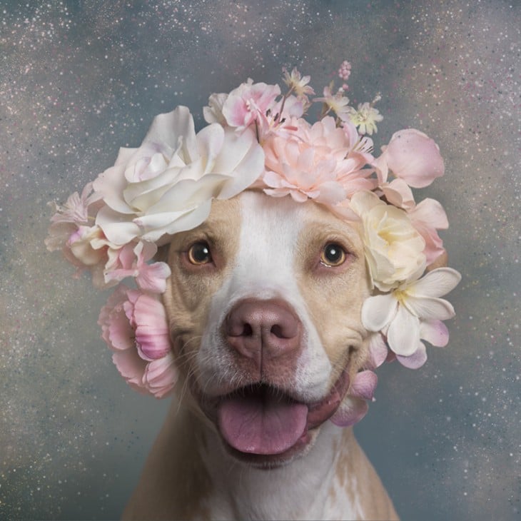 PitbullFlowerPower hembra con corona de flores rosas y blancas